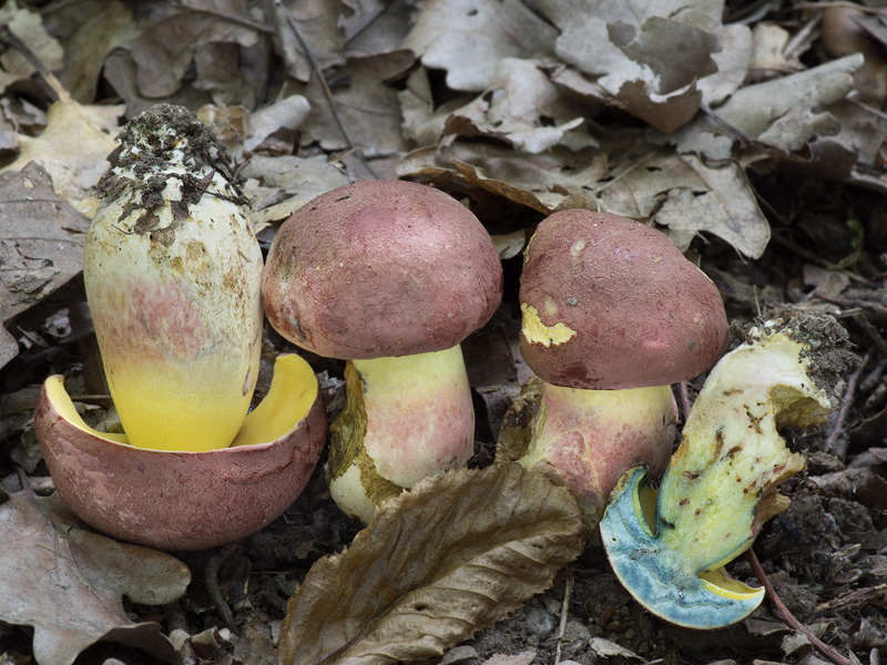 Boletus fuscoroseus